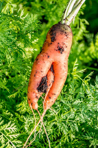 A deformed carrot caused by too many stones in the soil