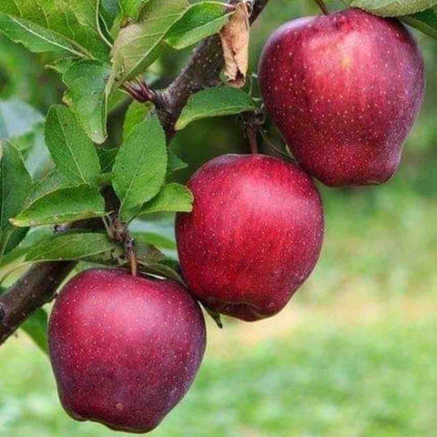 red-apples-grown-from-apple-pips