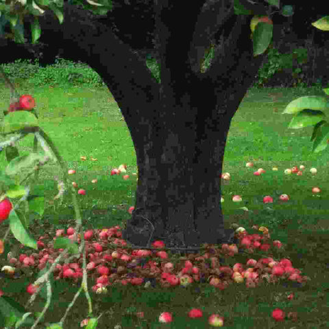 apple-tree-with-fallen-apples