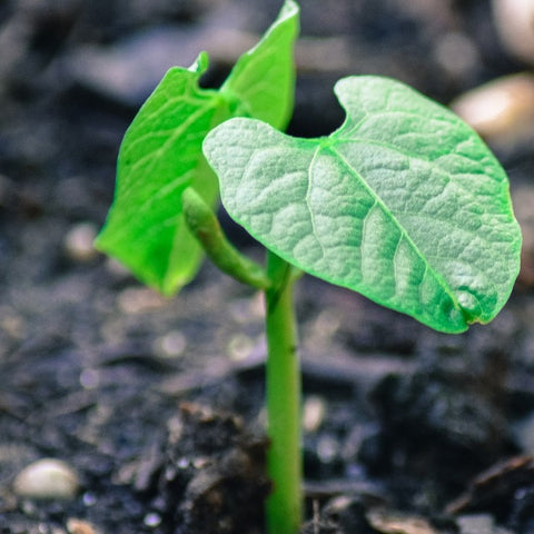 Youn French Bean plant