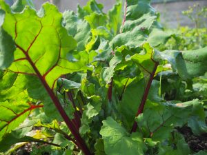 Beetroot_plants_in_sunshine