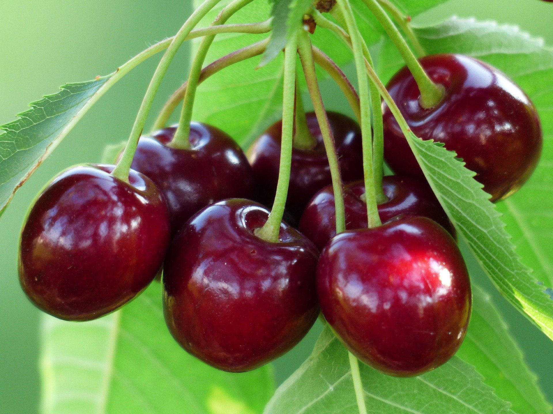 Beginners Guide to Cherry Trees -grow cherry trees from seed
