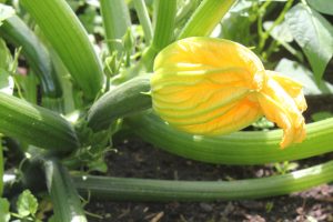 Courgettes_flower_with_baby_courgette