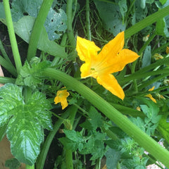 Courgette plant with flower 