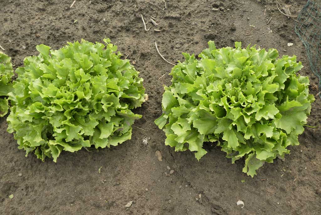 2 curly Endive growing