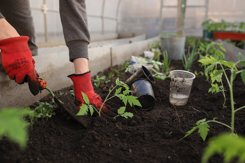 Planting Tomato plants in the garden  