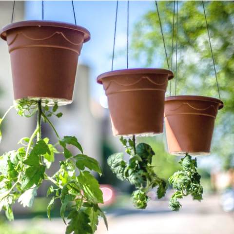 growing tomatoes in pots upside down