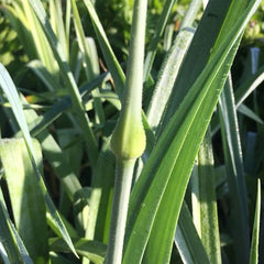 leeks about to bolt with buds