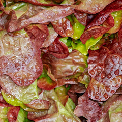 Lollo Rosso salad leaves grown in Haxnicks vegetable planter
