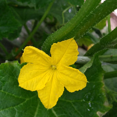 Loofah plant with flower