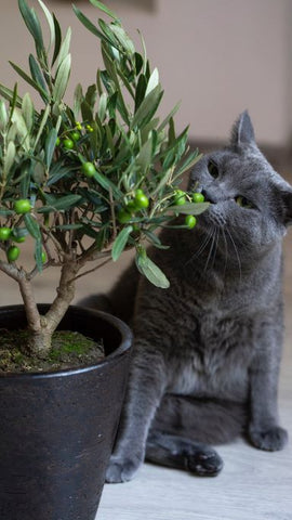 Olive tree growing in pot with cat 