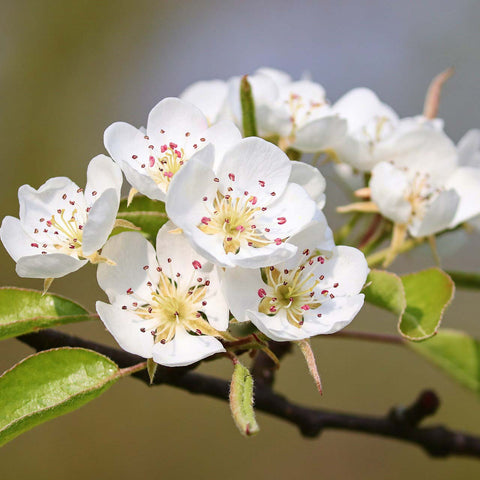 Pear blossom