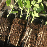 Winter gardening peas growing in rootrainers root trainers