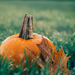 home-grown-Pumpkin-in-field-with-autumn-leaf