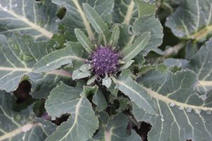 purple_sprouting_broccoli