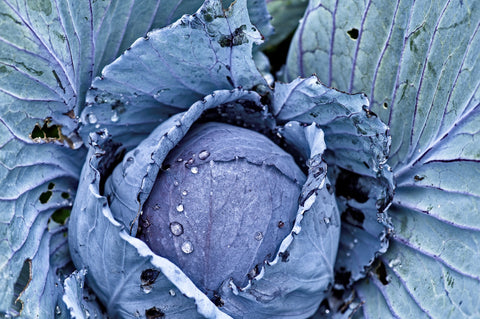 red cabbage