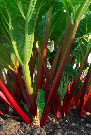 rhubarb-plant-growing-in-ground