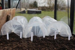 plant protection seedling tunnel to extend growing season