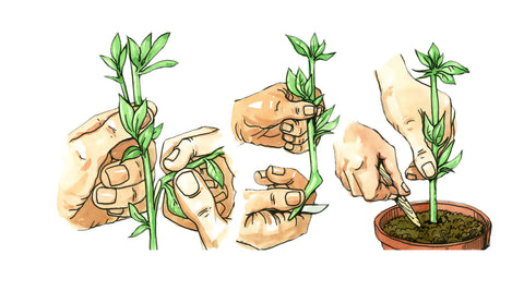 Illustration of plant cuttings being rooted in a pot