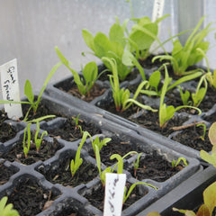 Spinach seedlings