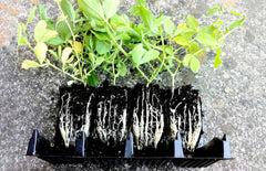 Sweet pea seedlings showing roots as grown in Haxnicks Rootrainers