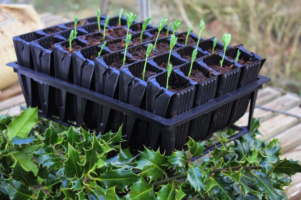 Growing Sweet Peas in Haxnicks Rootrainers