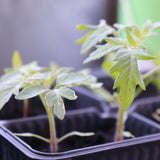 Tomato-seedlings