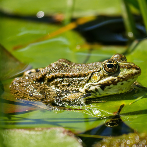 How to make a wildlife pond to attract garden wildlife – Haxnicks