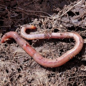 earthworm_on_compost