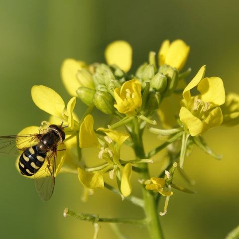 green manure mustard to fix nitrogen in soil