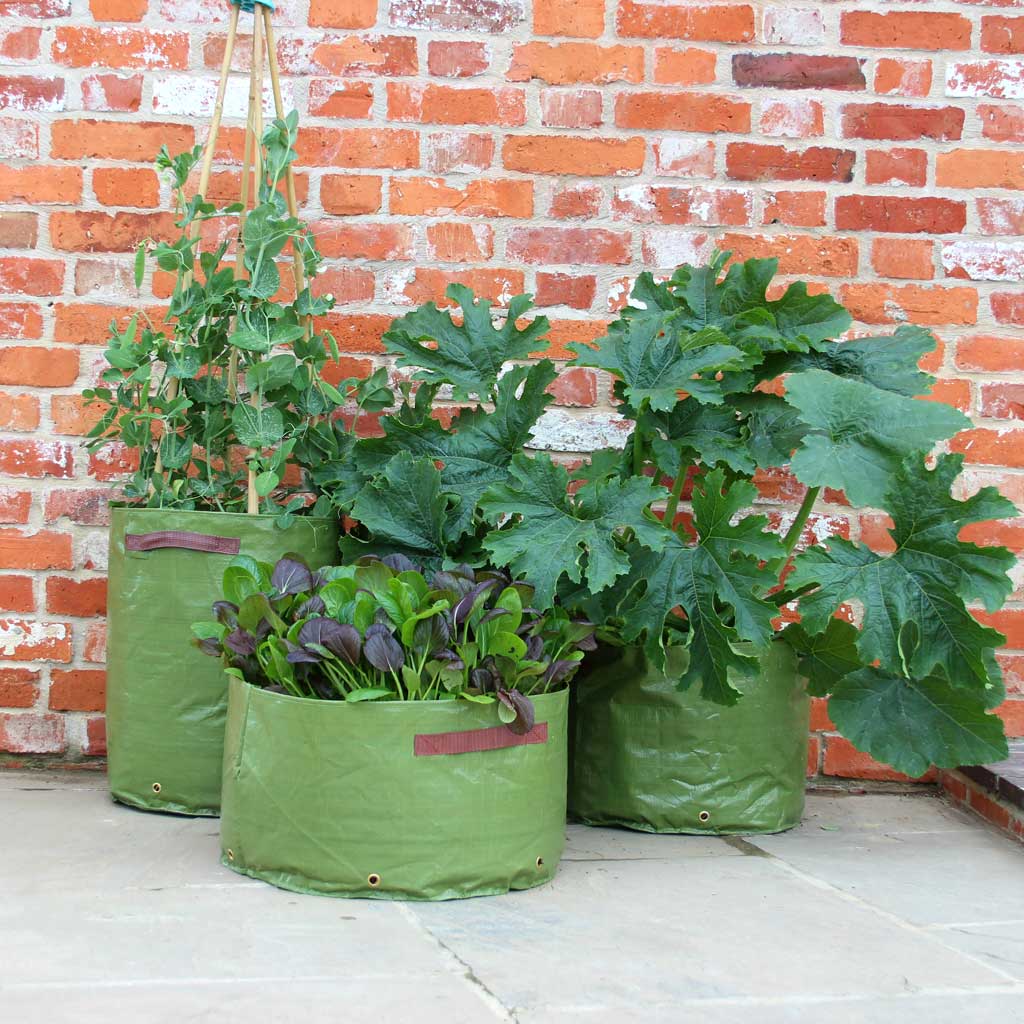 https://cdn.shopify.com/s/files/1/0442/8929/4491/products/Haxnicks-3-Vegetable-Patio-Planter-Soft-Green-Planter060101-in-use-detail_1024x.jpg?v=1603289599