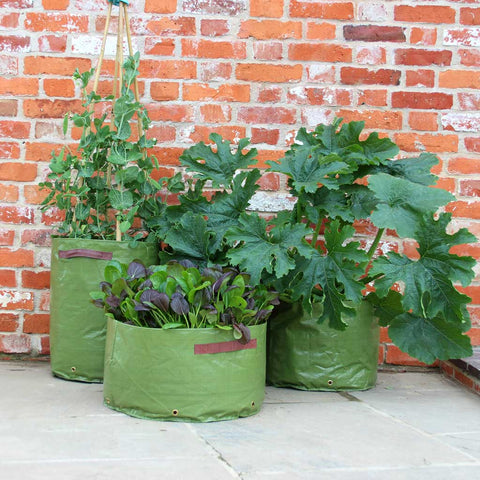 Crops in pots: success with vegetable container gardening