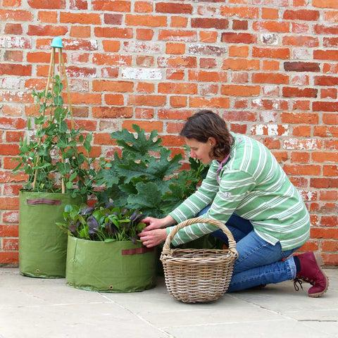 How to Grow Vegetables in Containers From Spring to Fall