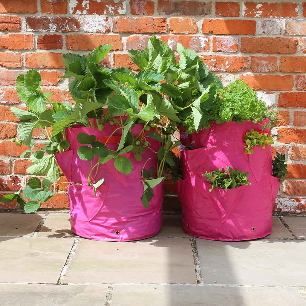 https://cdn.shopify.com/s/files/1/0442/8929/4491/products/strawberry-planter110101-PINK_1024x.jpg?v=1657531286