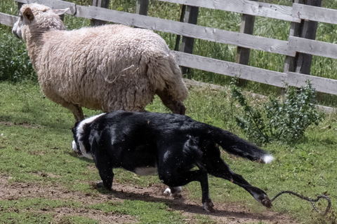 Border Collie farm dog breed