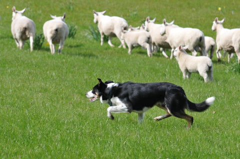 Border Collie health issues