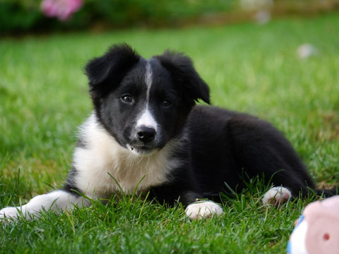 Border Collie breed history