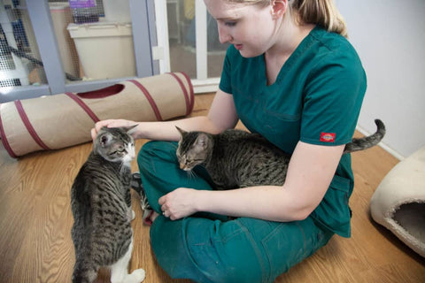 cat in a vet clinic