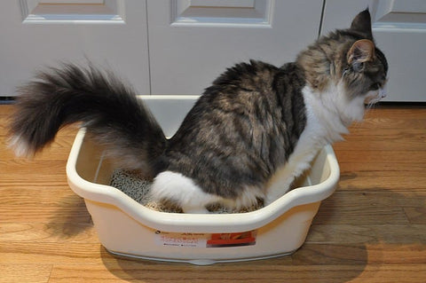 cat in a litter box