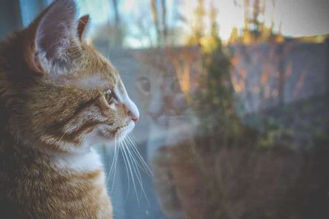 cat by a window