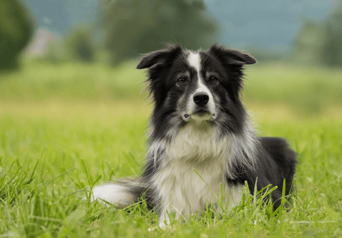 Border Collies were initially bred with Labradors and Rottweilers to produce the first Huntaways.
