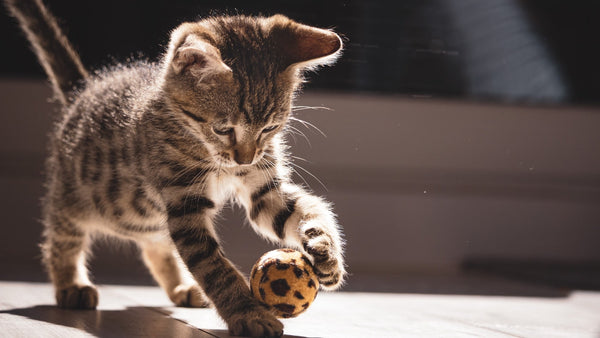 cat playing with ball