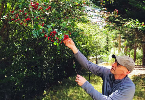 picking hawthorn berries