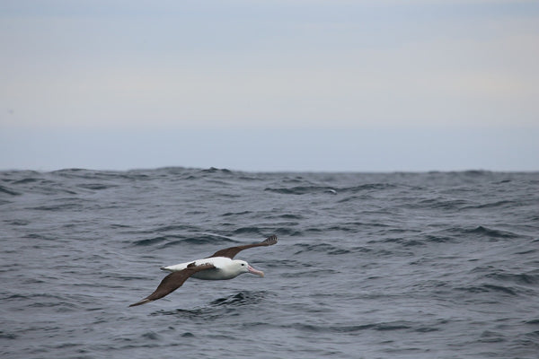 Tairoa albatross