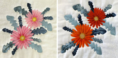 comparing the pink and orange African Daisies
