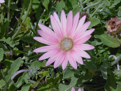 pink arctotis flower photo