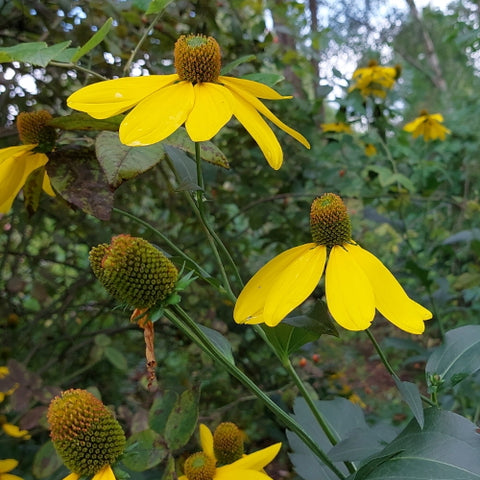 Coneflower