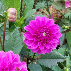 Dahlia flower - bright pink
