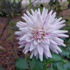 Dahlia flower - spikey shaped petals with white and pink petals
