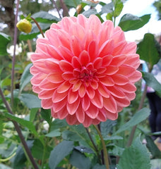 Dahlia flower - orange/pink